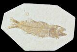 Fossil Fish (Mioplosus) - Uncommon Species #104600-1